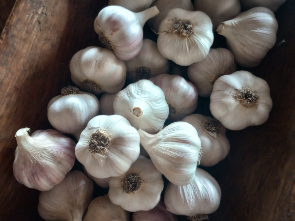 Gourmet Garlic
